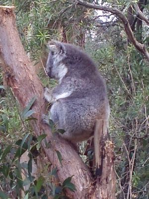 Koala.jpg