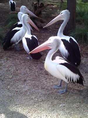 Pelicans.jpg
